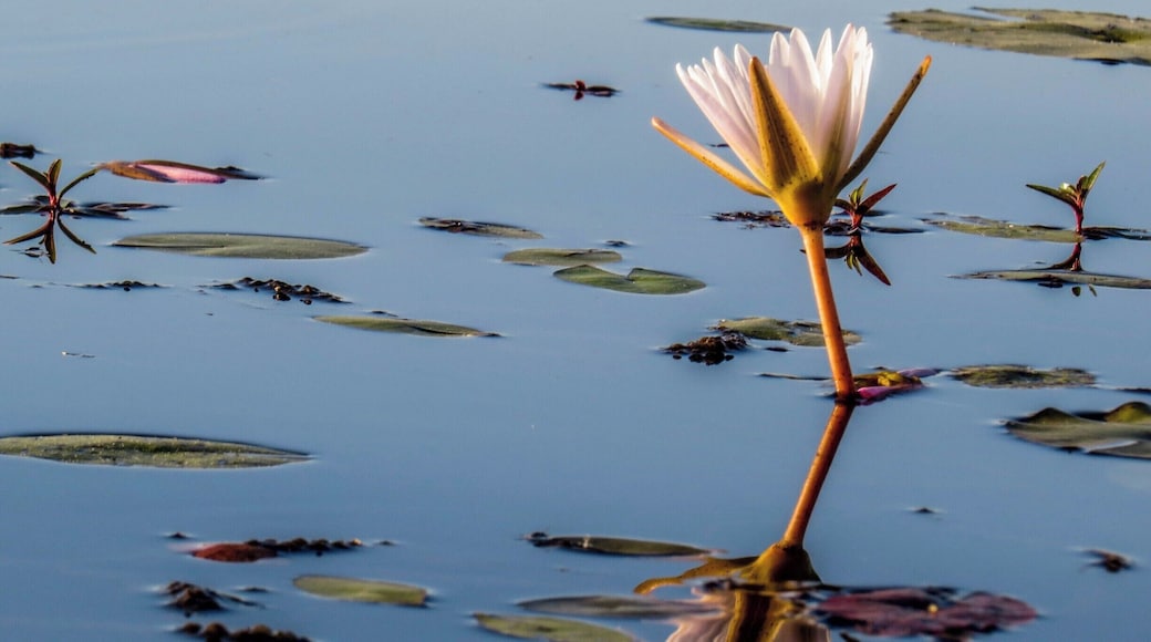Water Lily Flower at Okavango Delta, Botsuana.