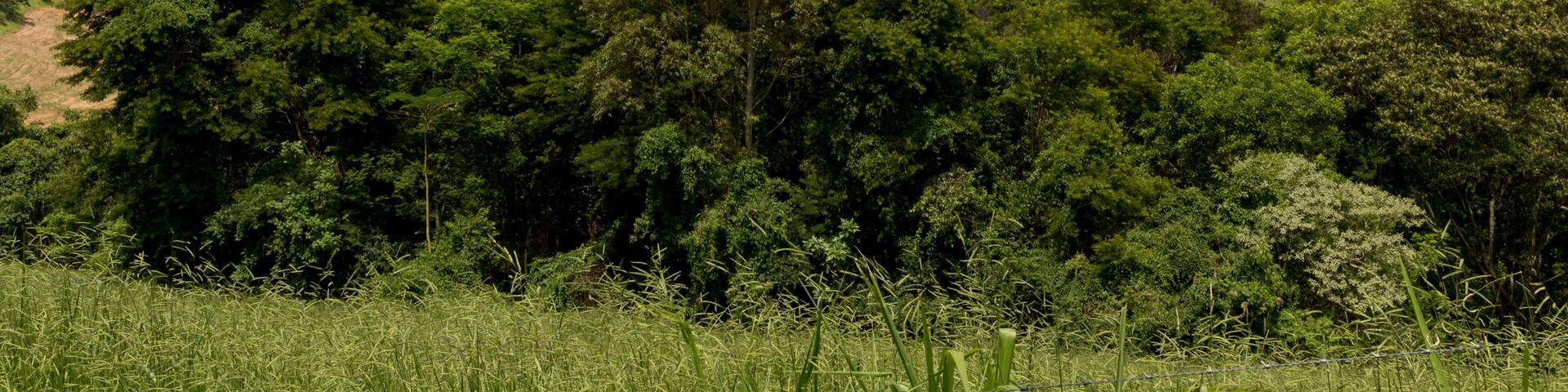 A lush green landscape with rolling hills, dense forests, and a prominent rocky peak.
