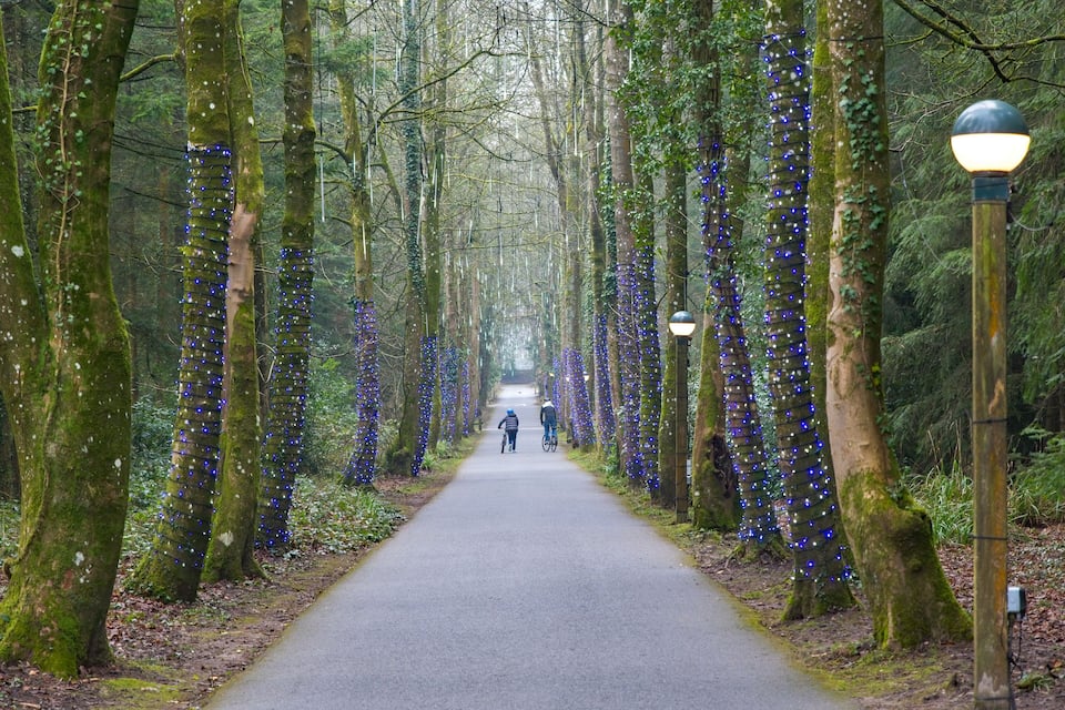 Uma trilha na floresta ladeada por árvores decoradas com luzes azuis, um caminho pavimentado e um poste de luz.