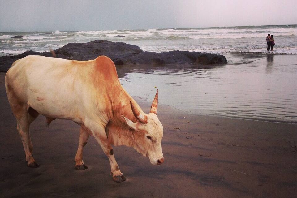 Una vaca caminant per una platja amb roques i l'oceà al fons.