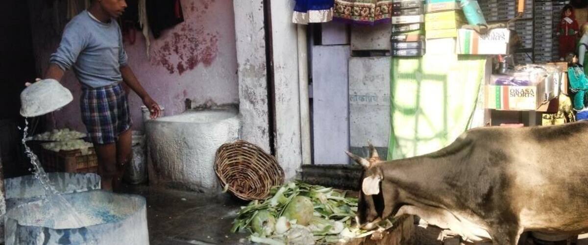 A rural setting with a cow eating near a water source and a person washing clothes.