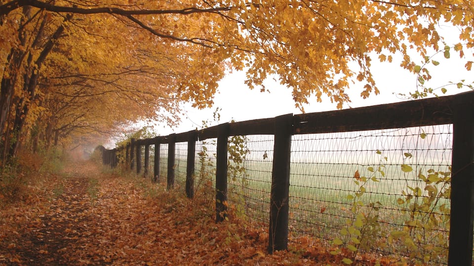 A leaf-covered path with a wire fence and trees in autumn colors.