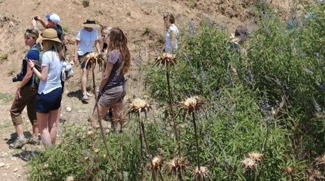 The valley of Elam, where David killed Goliath