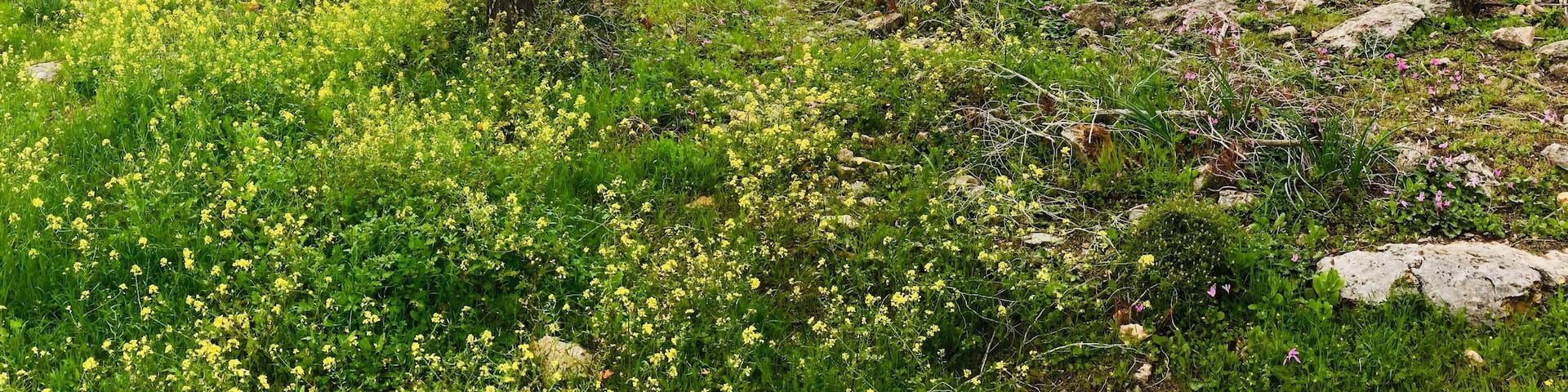 The Hebrew name for this location is Yemenite Immigrant hill