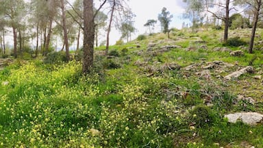 The Hebrew name for this location is Yemenite Immigrant hill