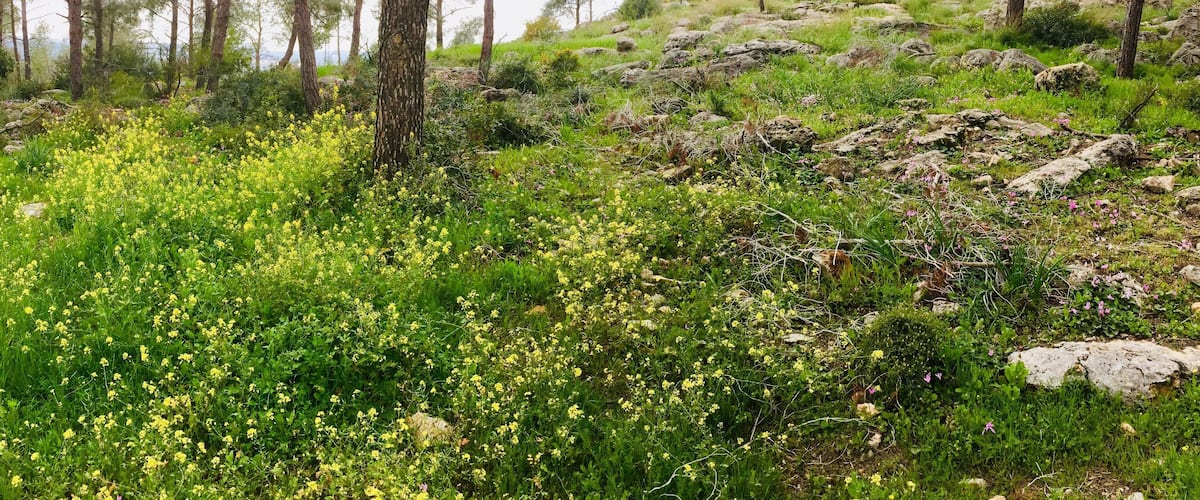 A hillside with yellow flowers, green shrubs, and scattered rocks.