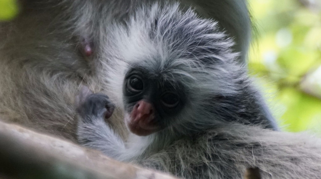 2 week old baby Red Colobus Monkey. Day trips to Jozani are very straight forward. In Stone Town, tours can be booked at the old fort. November is storm season, but it is also Spring here, so there are lots of young creatures around. You have to take a local guide from the Forest information centre and you get walked through the forest. This is not a bad thing, as there are a load of side paths and no signage, so I think getting lost would be pretty straight forward. The other good thing about a network of guides on the ground, is that they find the monkeys easily, meaning you get to spend more time with them, rather than looking for them.