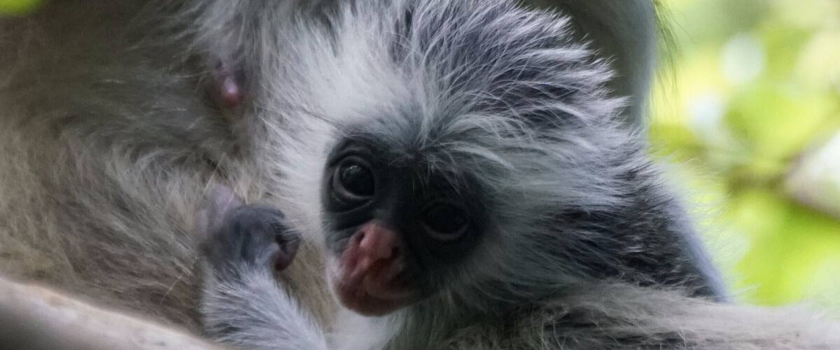 2 week old baby Red Colobus Monkey. Day trips to Jozani are very straight forward. In Stone Town, tours can be booked at the old fort. November is storm season, but it is also Spring here, so there are lots of young creatures around. You have to take a local guide from the Forest information centre and you get walked through the forest. This is not a bad thing, as there are a load of side paths and no signage, so I think getting lost would be pretty straight forward. The other good thing about a network of guides on the ground, is that they find the monkeys easily, meaning you get to spend more time with them, rather than looking for them.