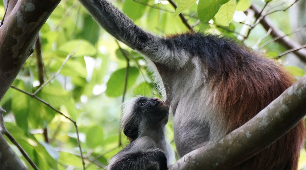 Young Red Colobus Monkey. Day trips to Jozani are very straight forward. In Stone Town, tours can be booked at the old fort. November is storm season, but it is also Spring here, so there are lots of young creatures around. You have to take a local guide from the Forest information centre and you get walked through the forest. This is not a bad thing, as there are a load of side paths and no signage, so I think getting lost would be pretty straight forward. The other good thing about a network of guides on the ground, is that they find the monkeys easily, meaning you get to spend more time with them, rather than looking for them.