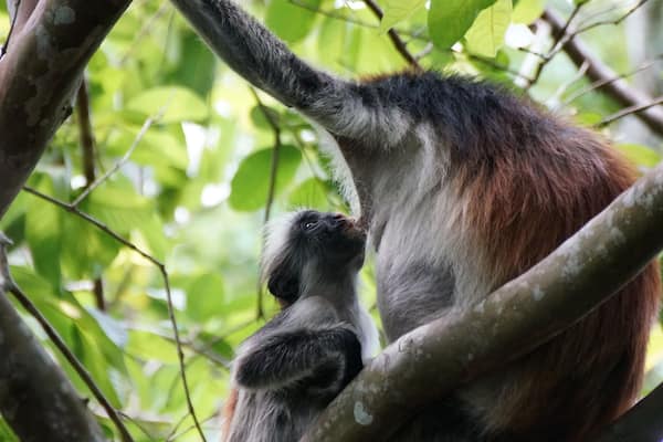 Young Red Colobus Monkey. Day trips to Jozani are very straight forward. In Stone Town, tours can be booked at the old fort. November is storm season, but it is also Spring here, so there are lots of young creatures around. You have to take a local guide from the Forest information centre and you get walked through the forest. This is not a bad thing, as there are a load of side paths and no signage, so I think getting lost would be pretty straight forward. The other good thing about a network of guides on the ground, is that they find the monkeys easily, meaning you get to spend more time with them, rather than looking for them.