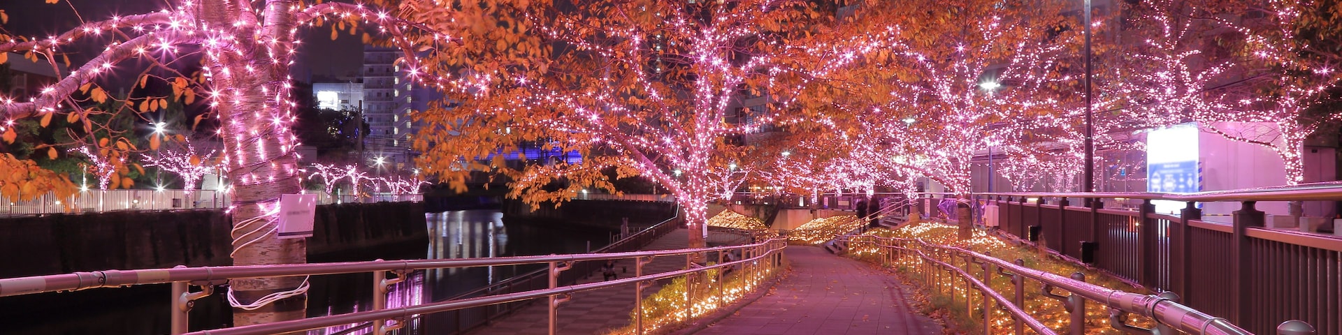A pathway lined with trees decorated with pink lights, a river, and a building in the background.