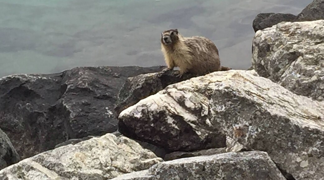 A bold marmot, living among the boulders at the water's edge in Lake Chelan State Park, is hopeful for scraps from campers and passersby.