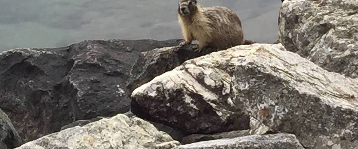 A bold marmot, living among the boulders at the water's edge in Lake Chelan State Park, is hopeful for scraps from campers and passersby.
