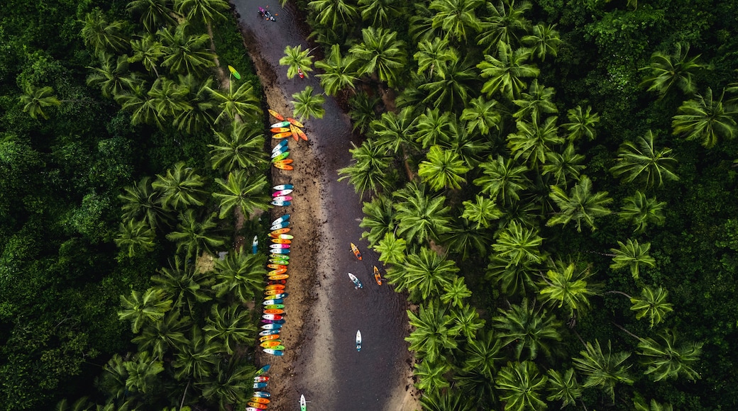 Vista aerea di una spiaggia costeggiata da palme e kayak colorati.