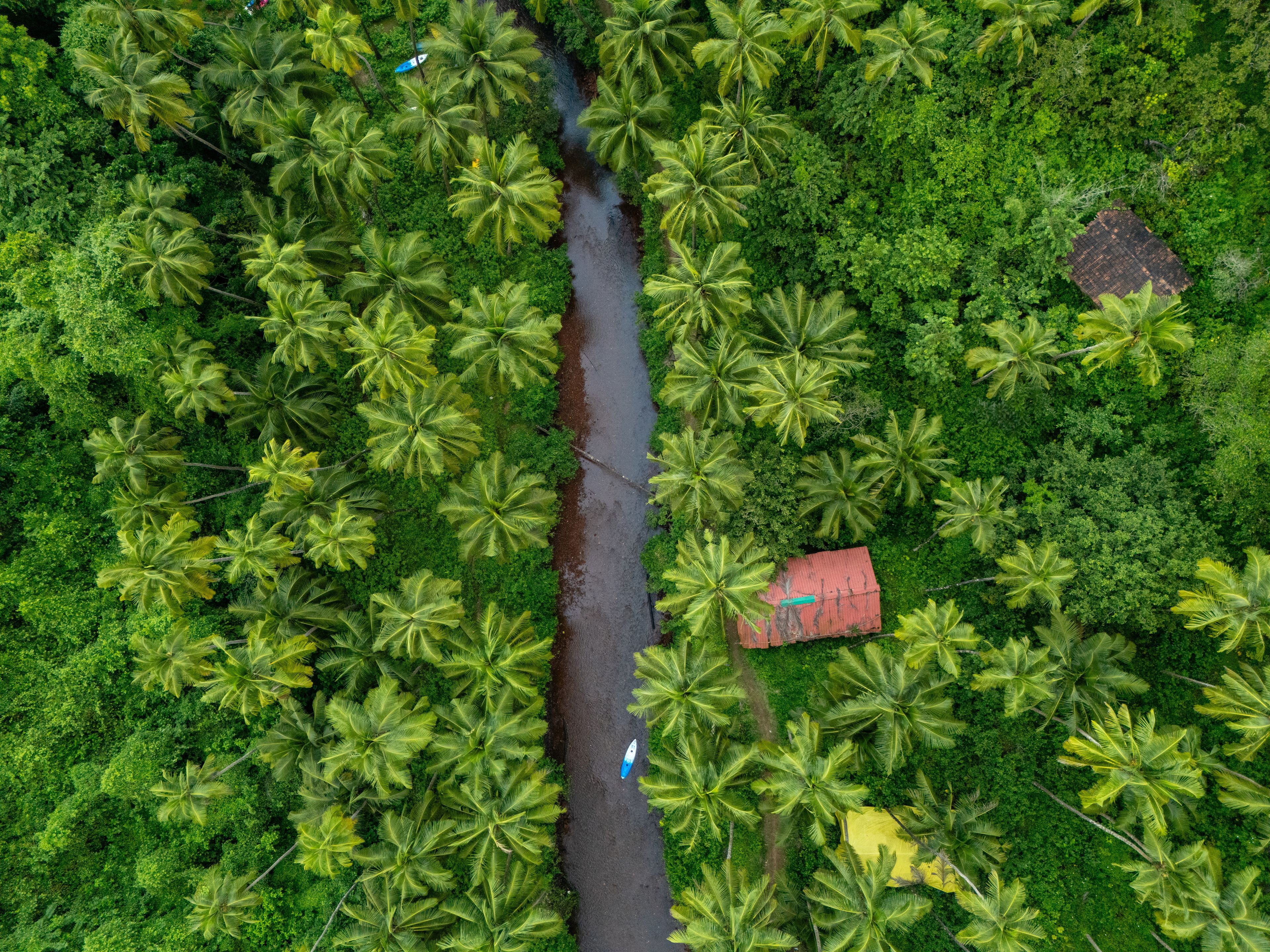 Un fiume serpeggia attraverso una fitta foresta tropicale, con palme e una piccola costruzione a tetto rosso.