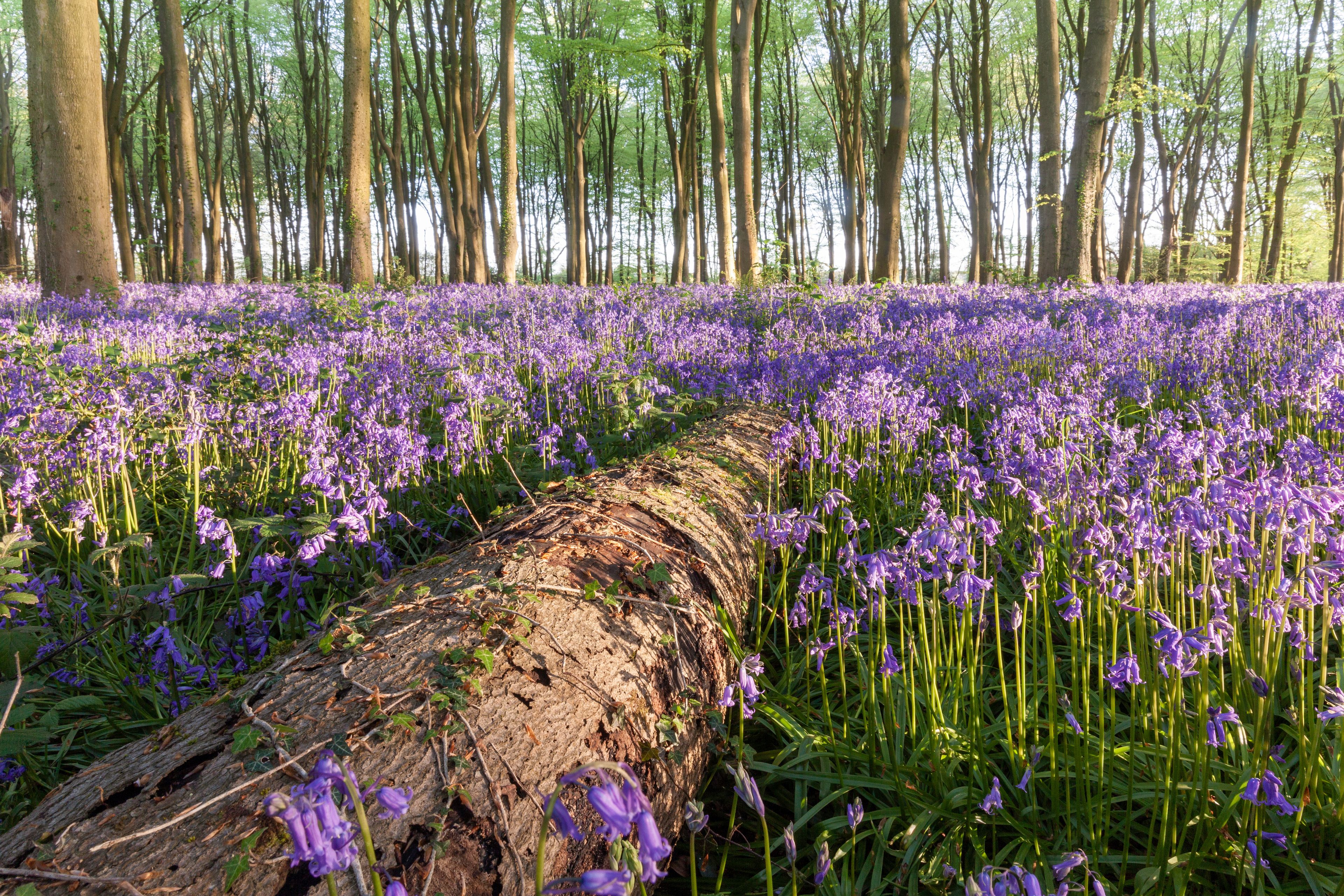 A forest with a fallen tree trunk surrounded by purple wildflowers.