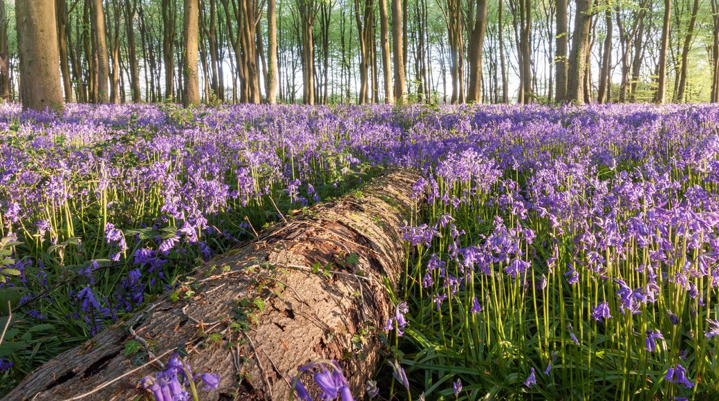 A forest with a fallen tree trunk surrounded by purple wildflowers.