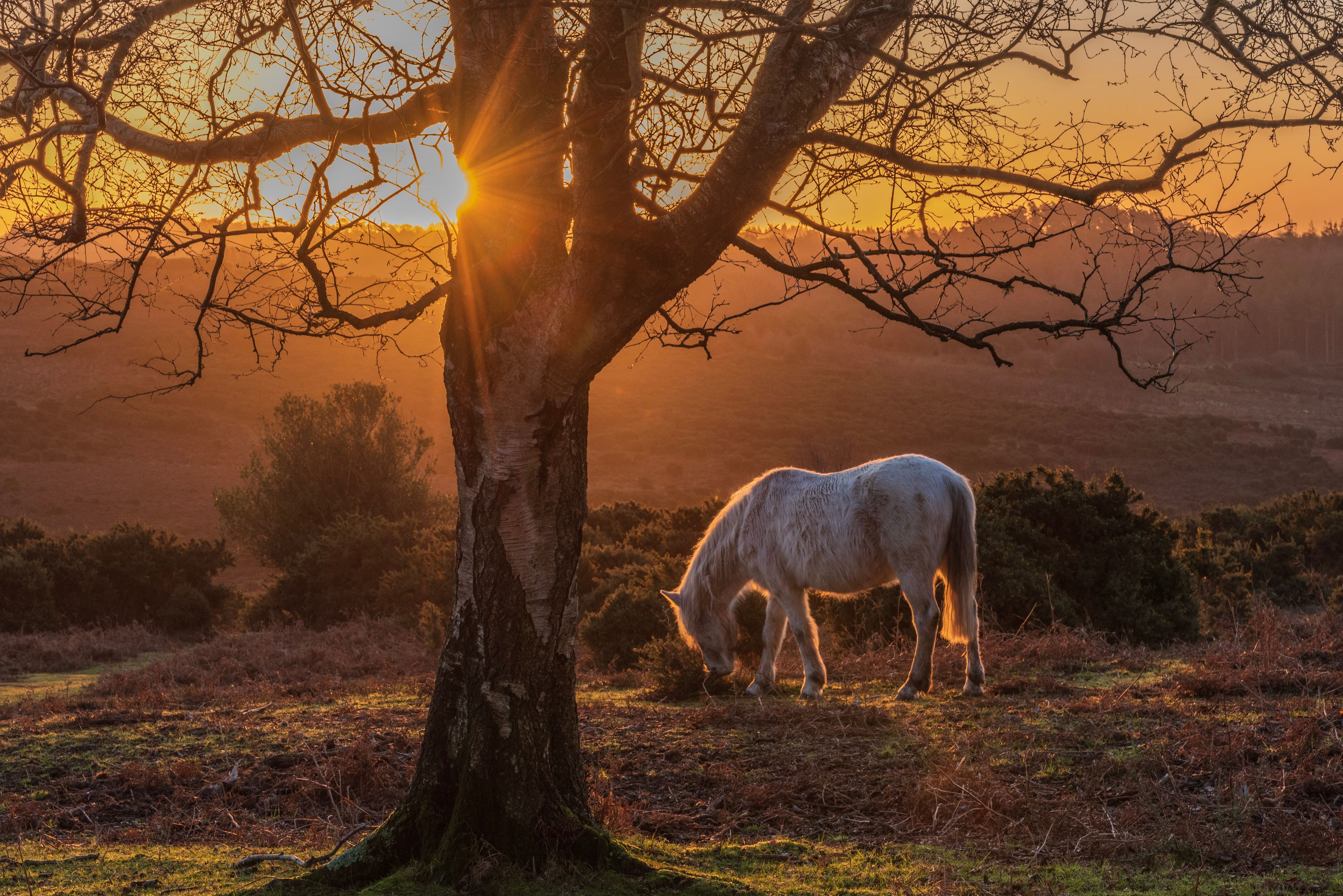 A white horse grazing under a tree with a sunset in the background.