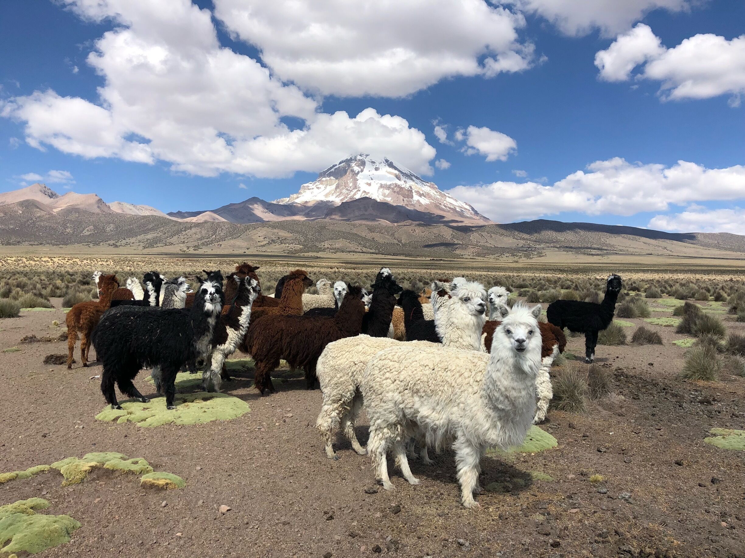 Lots of Alpaca near the lodge 