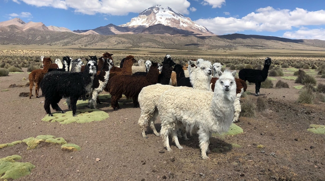Lots of Alpaca near the lodge