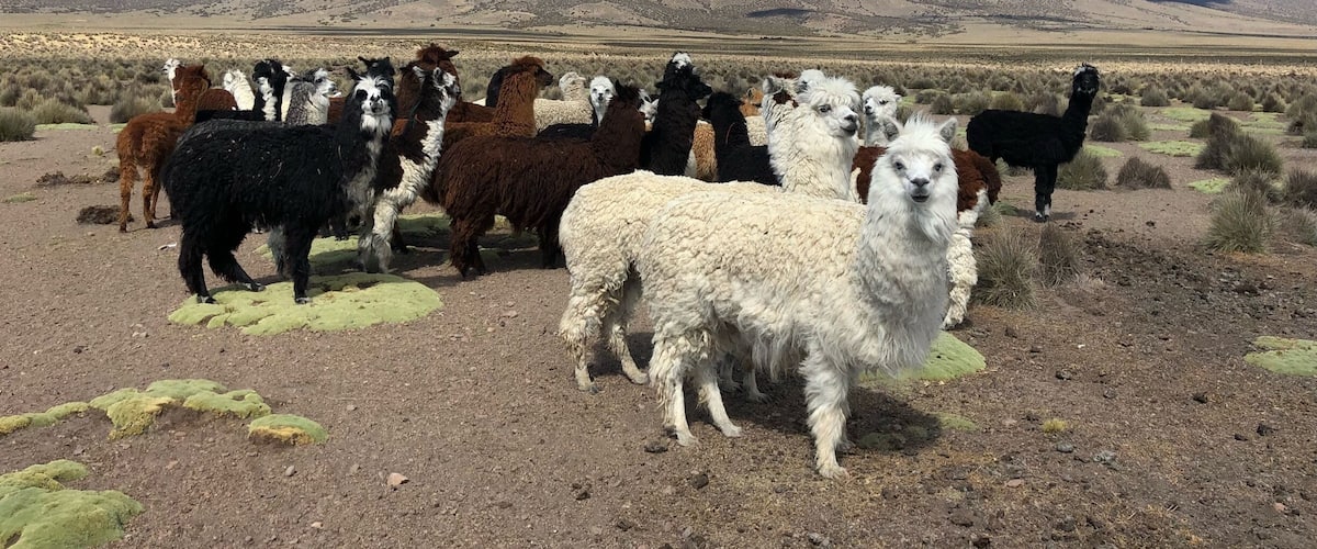 Lots of Alpaca near the lodge