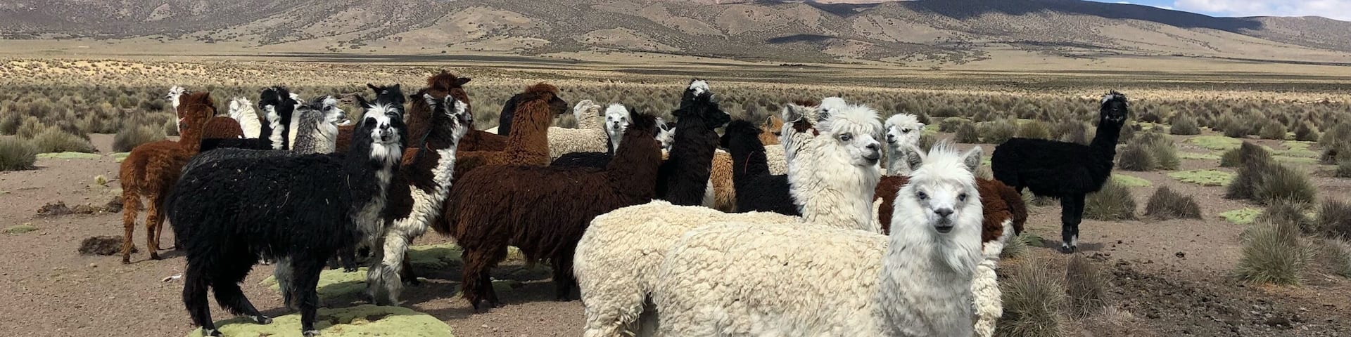 Lots of Alpaca near the lodge