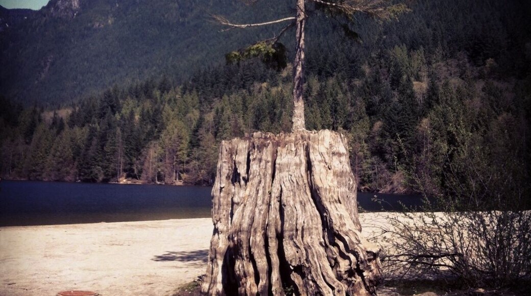 #Treetrove
I grew up near this lake. Many fond memories here! I can remember this stump being here when i was young, but i don't recall a tree growing out of it. Nothing like a tree making you feel old...!