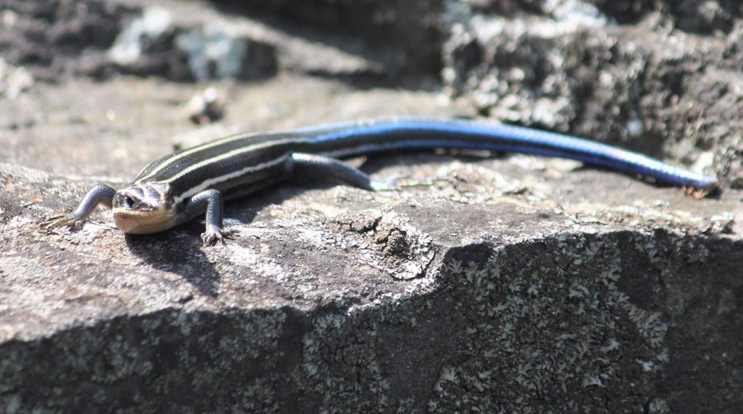 Beautiful place. Serene at times. Nice areas for meditation.