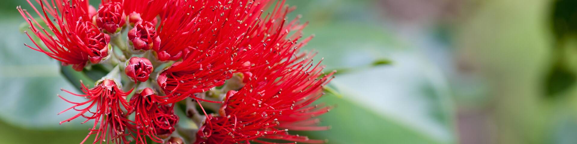 Red Ohia-lehua flower of Hawaii