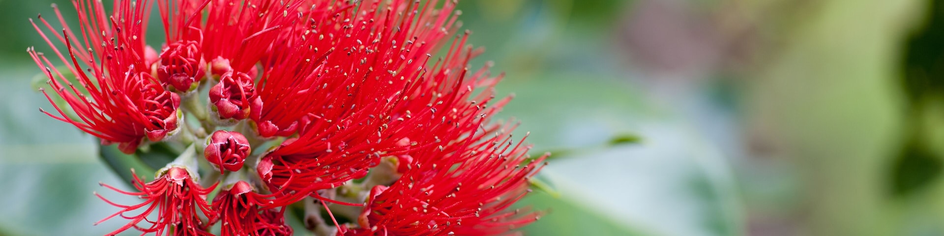 Red Ohia-lehua flower of Hawaii