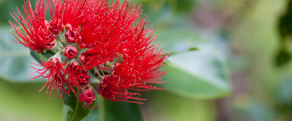 A close-up of a red flowering plant with green leaves.