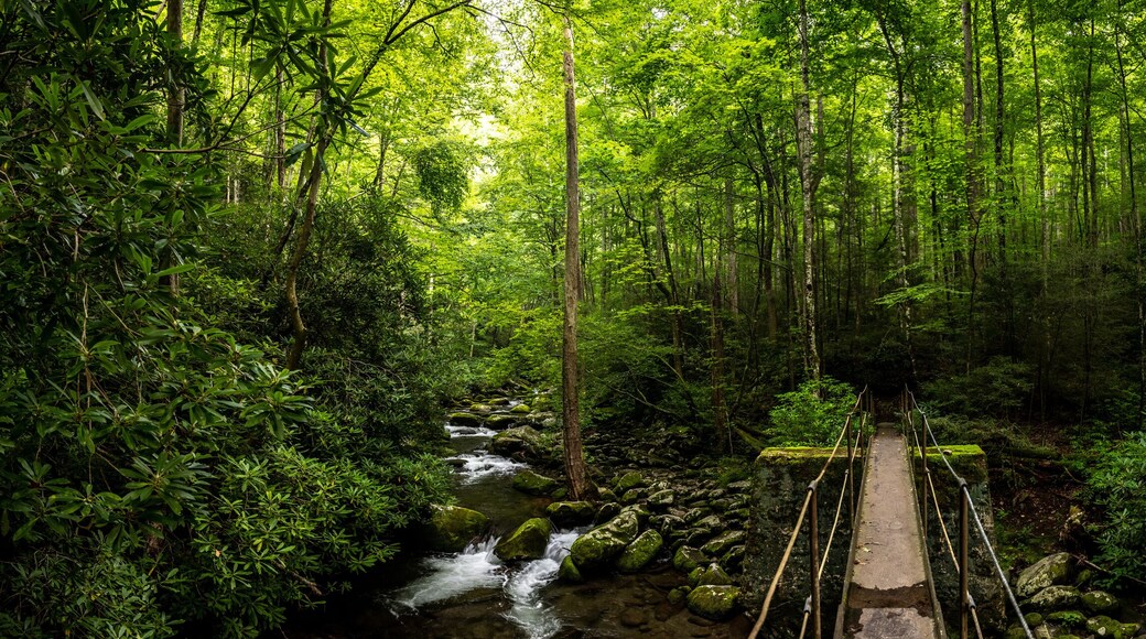 Panorama Of Narrow Bridge Crosing Thunderhead Prong In Great Smoky Mountains.