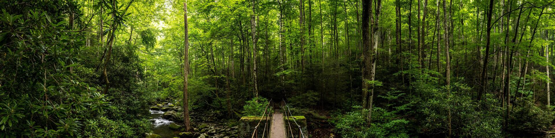 Panorama Of Narrow Bridge Crosing Thunderhead Prong In Great Smoky Mountains.