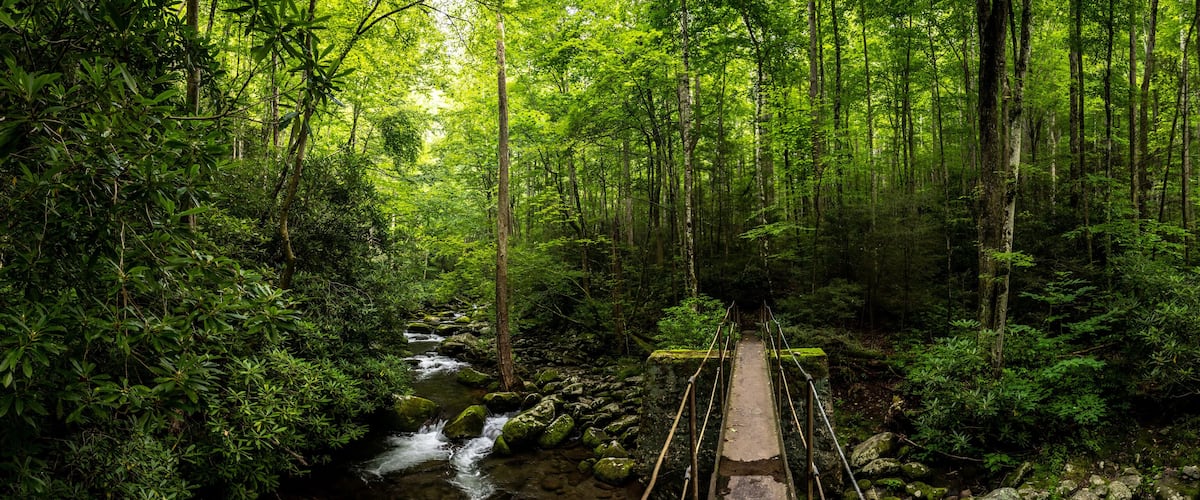 A forest with a wooden bridge over a stream.