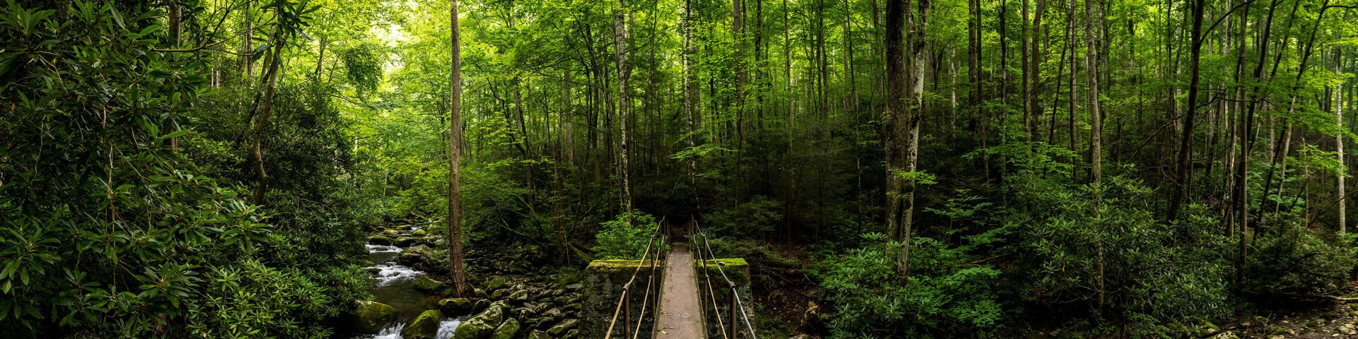 A forest with a wooden bridge over a stream.
