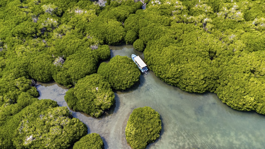 Aerial of the Mangrove forest, Farasan islands, Kingdom of Saudi Arabia
