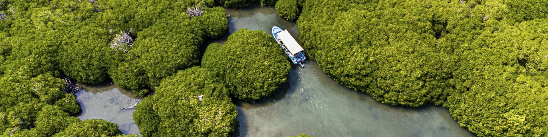 Um barco navegando por uma floresta de mangue com canais de água limpa.