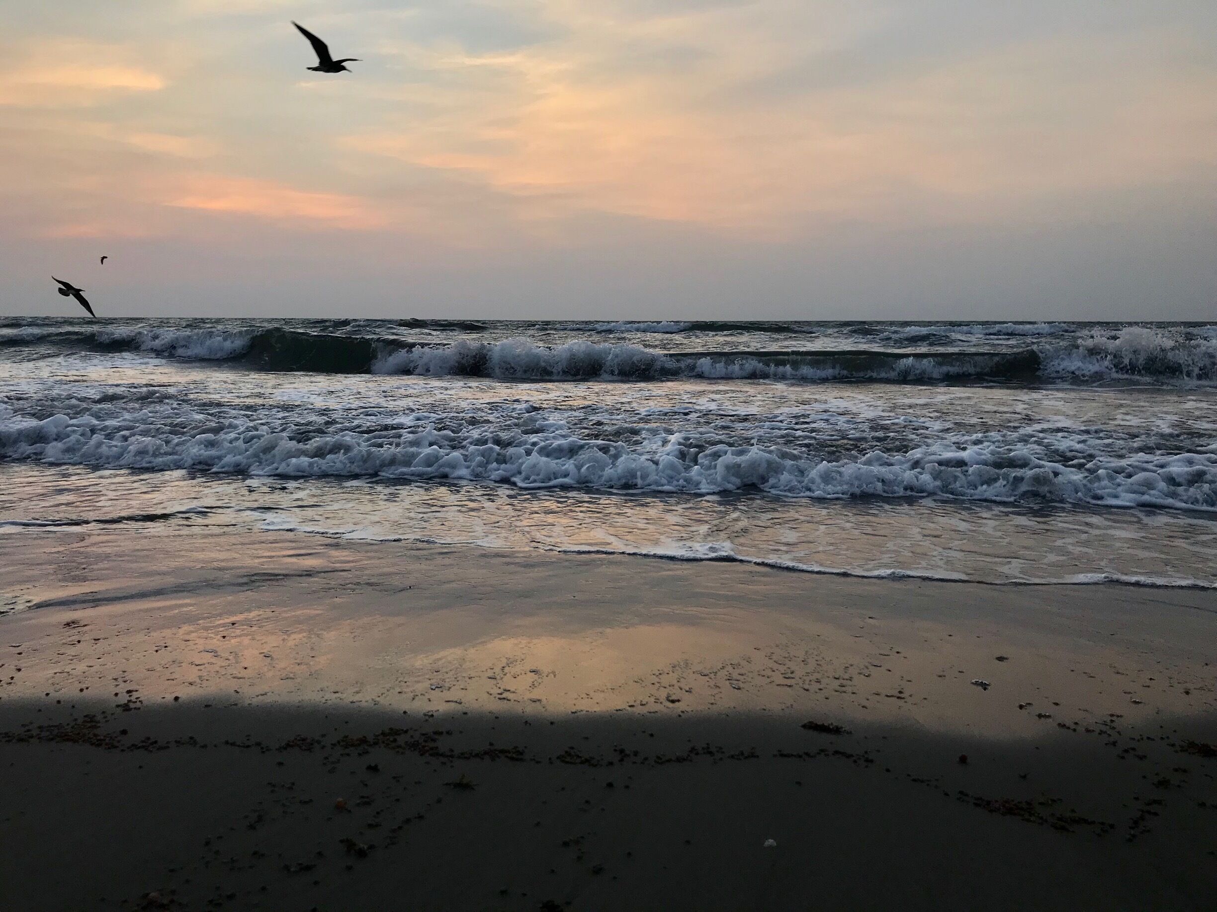 A beach with waves and a bird flying.