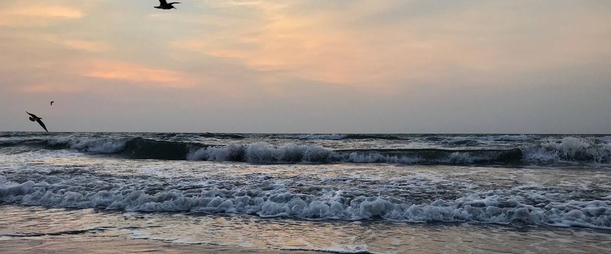 A beach with waves and a bird flying.