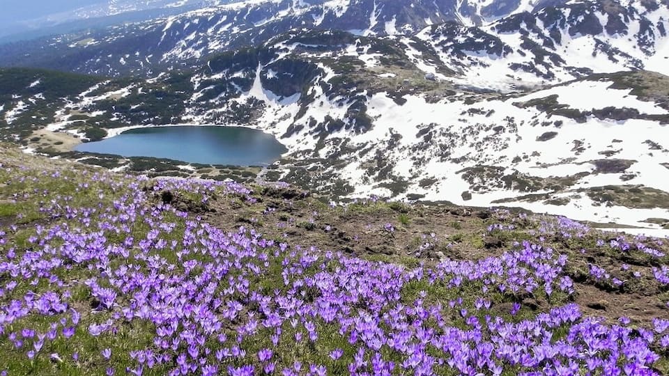A mountainous landscape with a lake and a field of purple flowers.