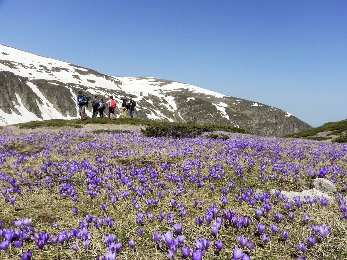 A field of purple crocuses in front of a snow-covered mountain.