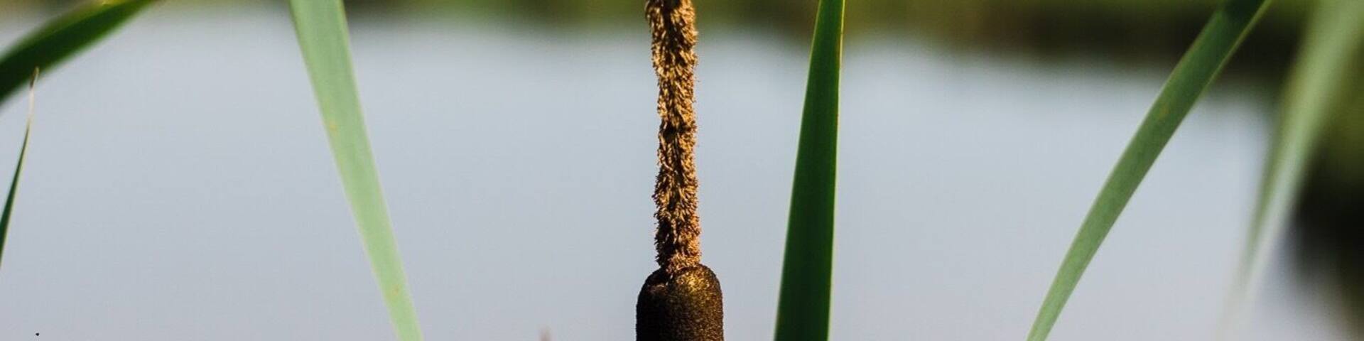 Marshlands of The Shire. #marshlands