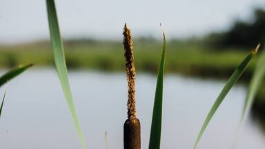 Marshlands of The Shire. #marshlands