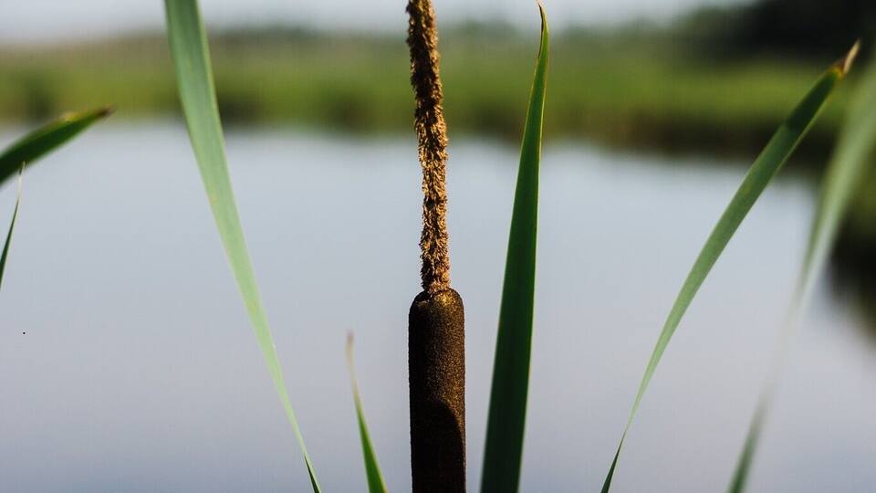 A cattail plant with a brown seed head in front of a calm lake.