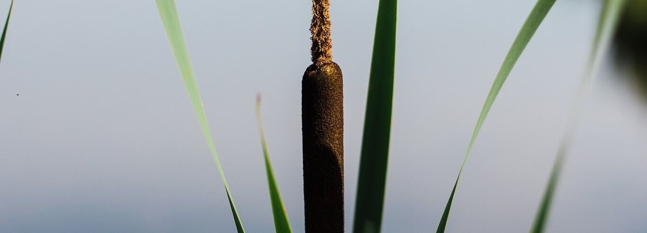 Marshlands of The Shire. #marshlands