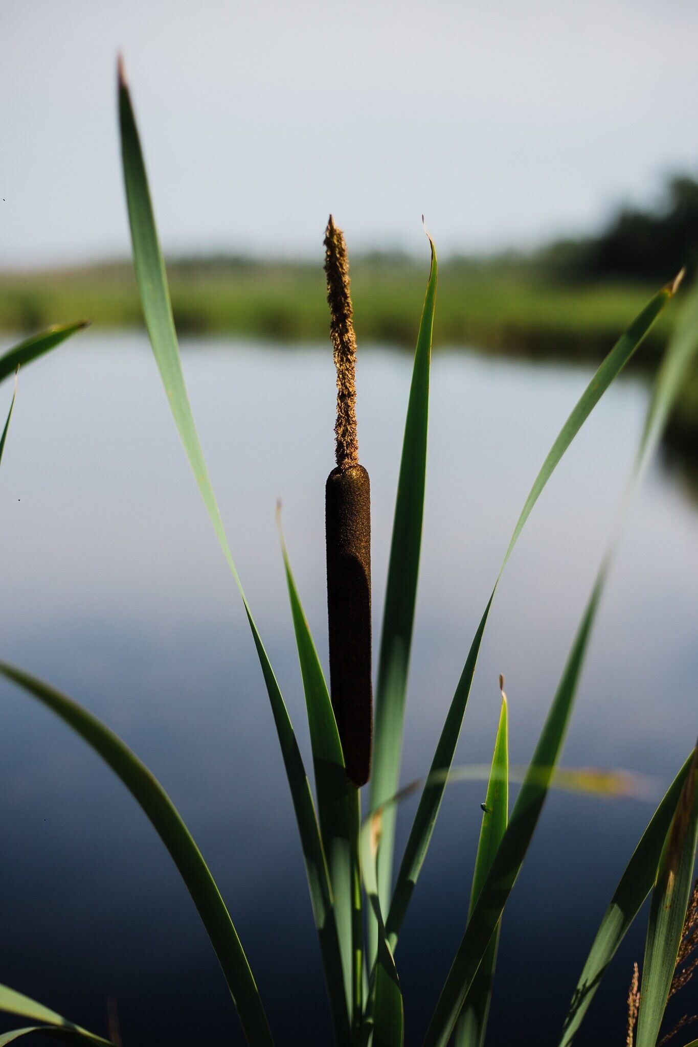 A cattail plant with a brown seed head in front of a calm lake.
