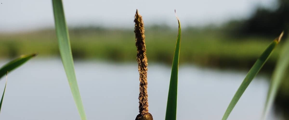 A cattail plant with a brown seed head in front of a calm lake.