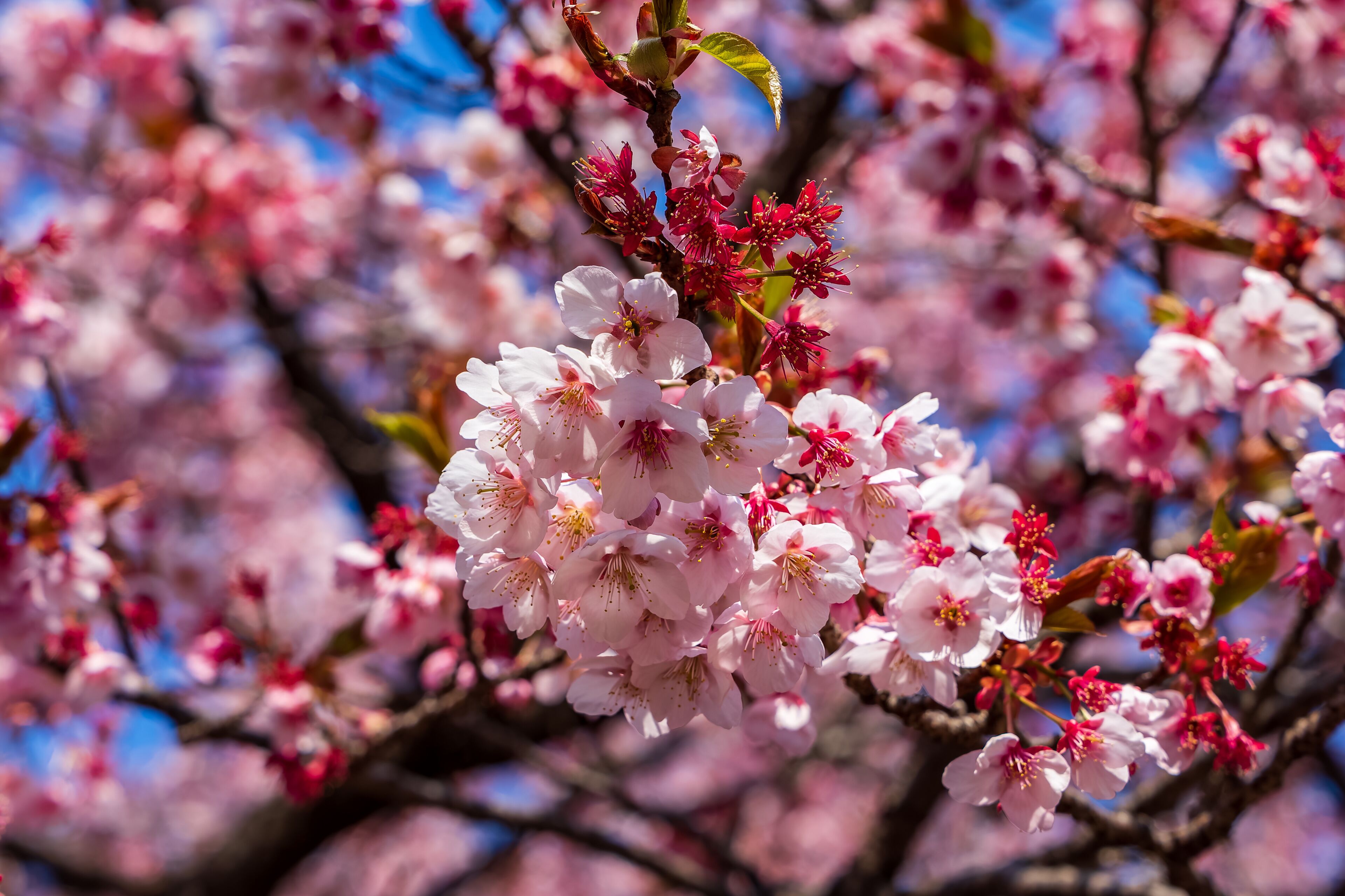 Delicate pink and white Sakura flowers with a blurred background in early spring.