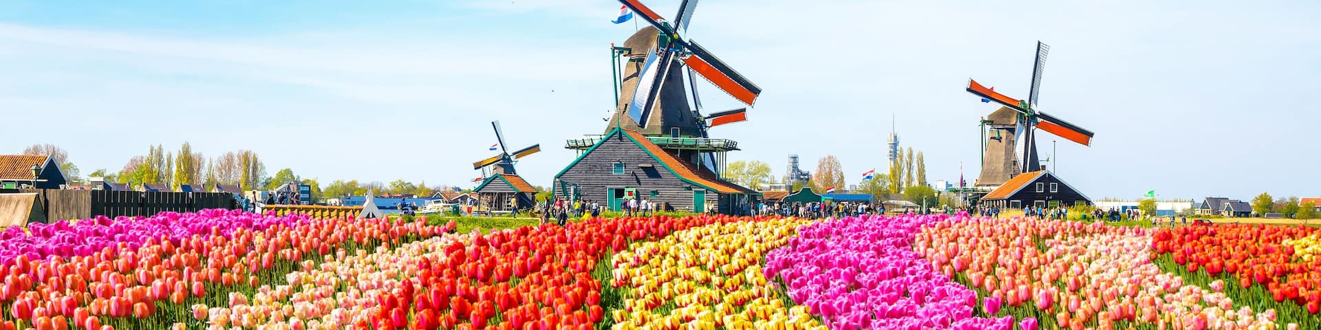 Landscape with tulips, traditional dutch windmills and houses near the canal in Zaanse Schans, Netherlands, Europe