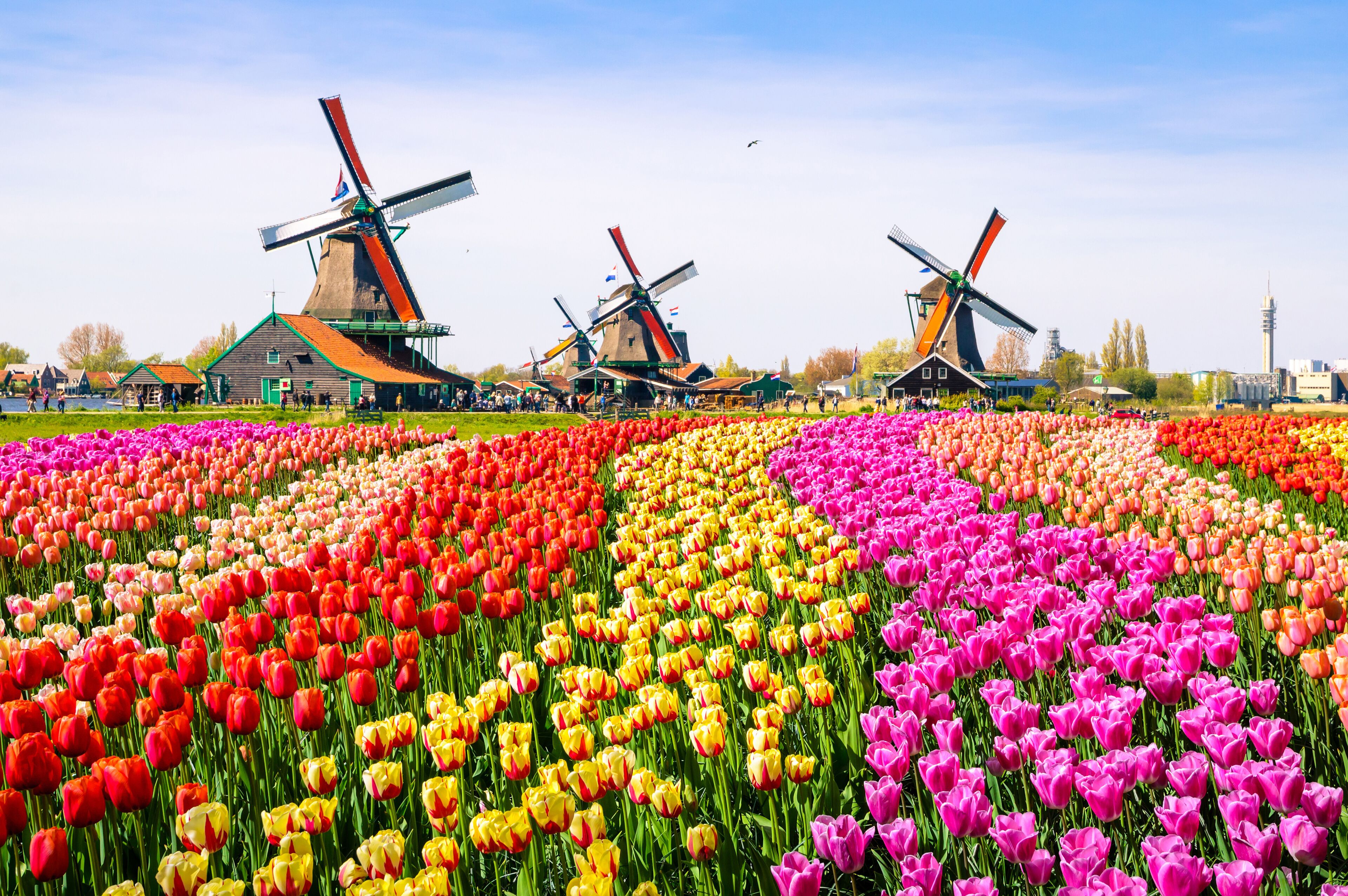 Landscape with tulips in Zaanse Schans, Netherlands, Europe